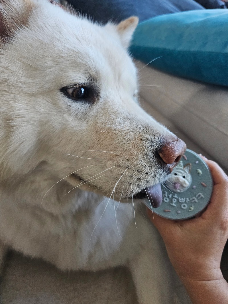 마음만은 소형견