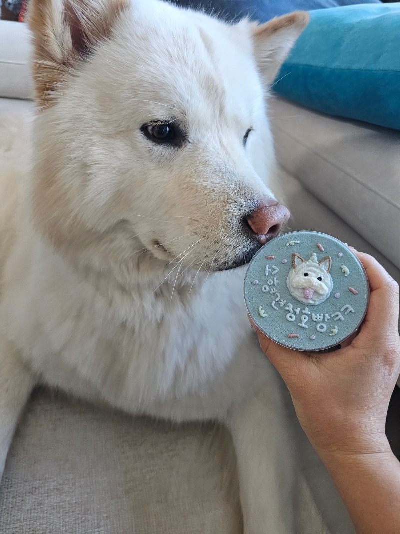 마음만은 소형견
