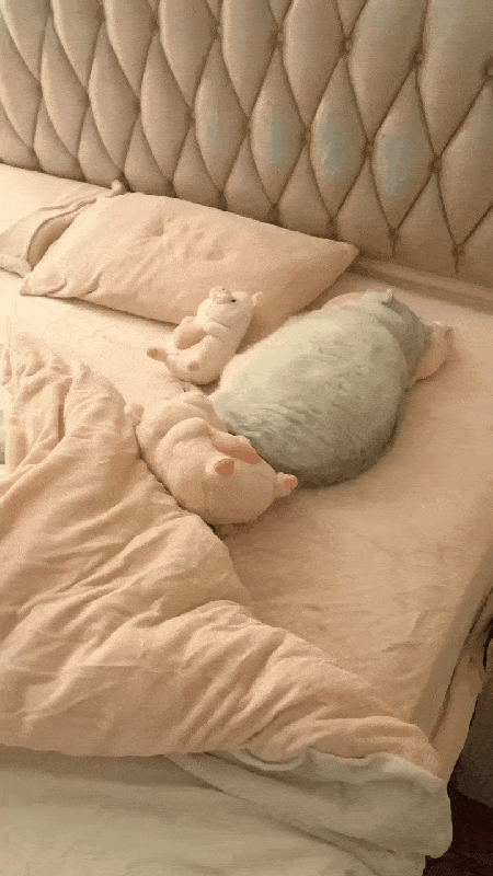 꿀잠자는 고양이 