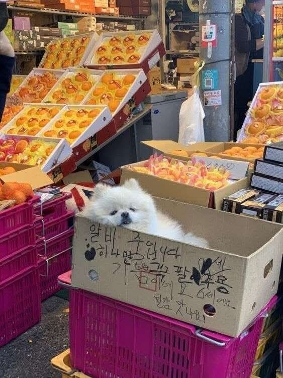 일 안하고 졸고 있는 가게 알바생 