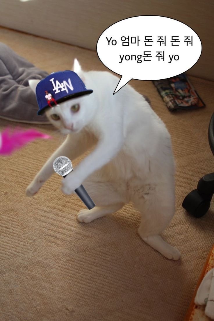2월 28일, 오늘의 고양이 짤 