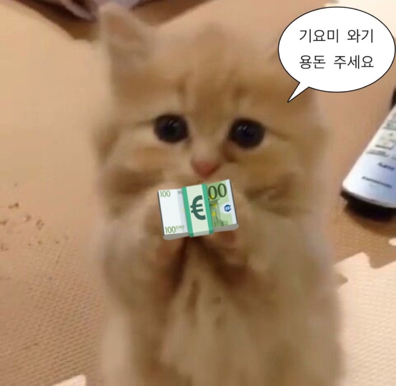 2월 28일, 오늘의 고양이 짤 