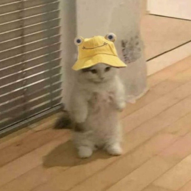 2월 28일, 오늘의 고양이 짤 