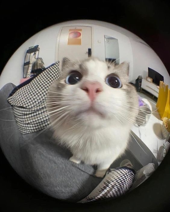 2월 28일, 오늘의 고양이 짤 