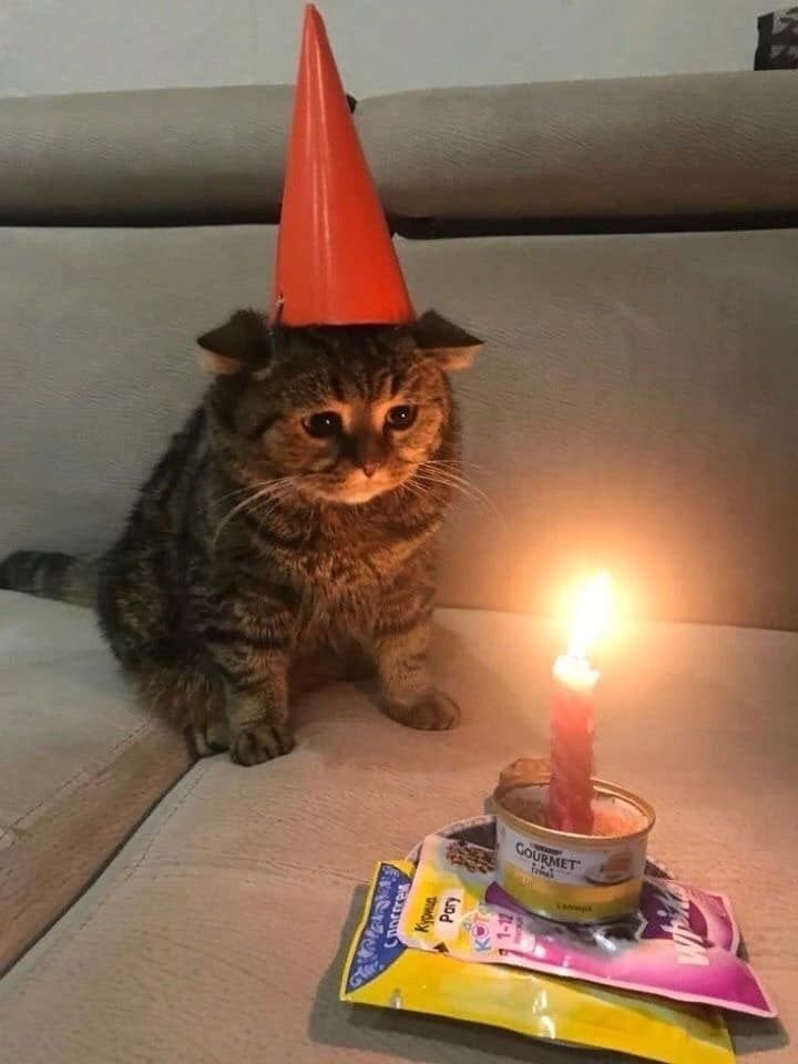 2월 28일, 오늘의 고양이 짤 
