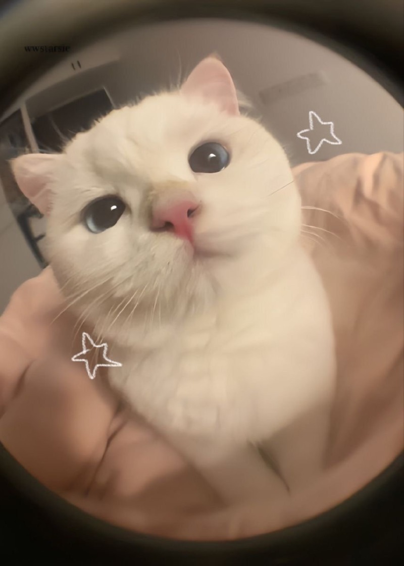 2월 28일, 오늘의 고양이 짤 
