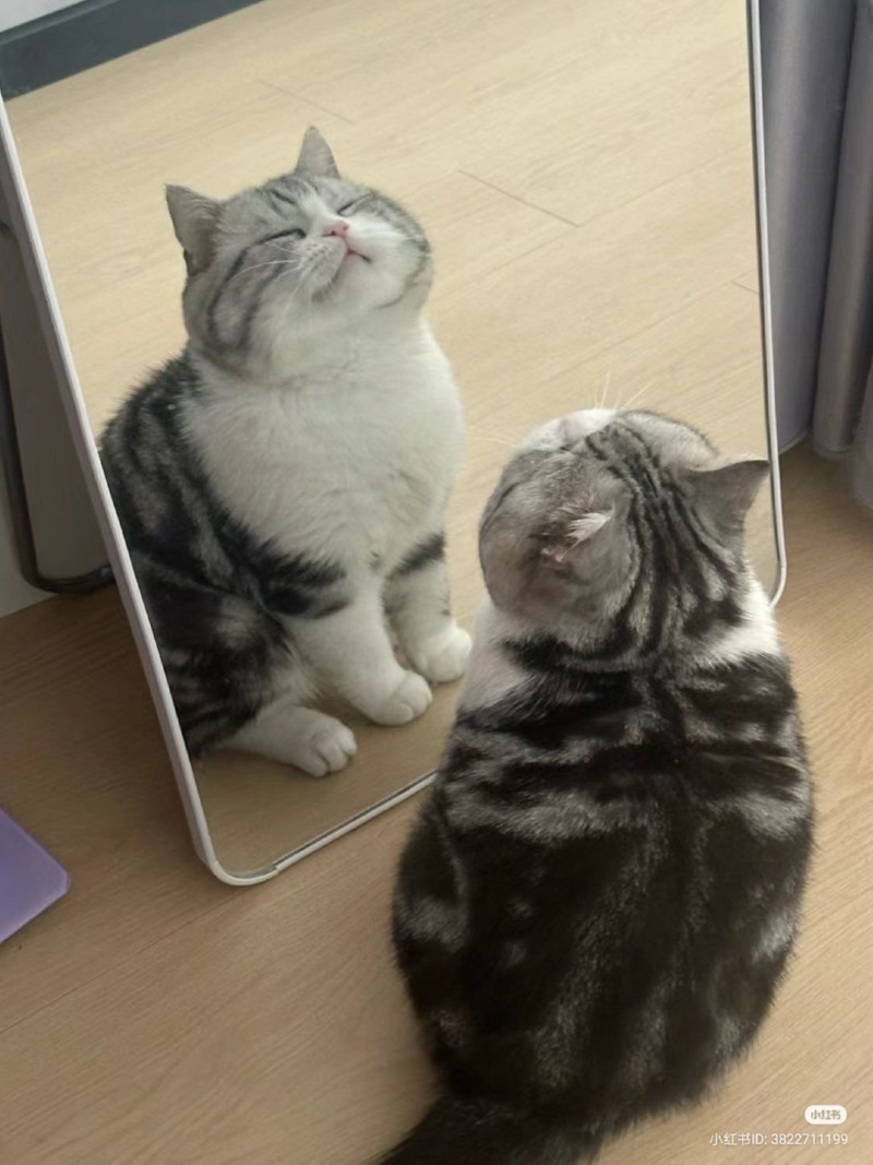 2월 28일, 오늘의 고양이 짤 