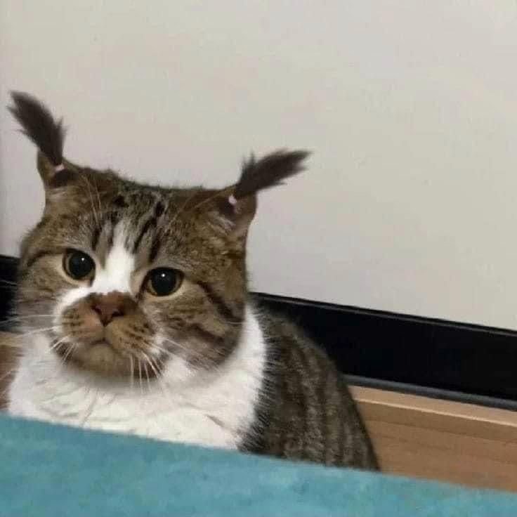 2월 28일, 오늘의 고양이 짤 