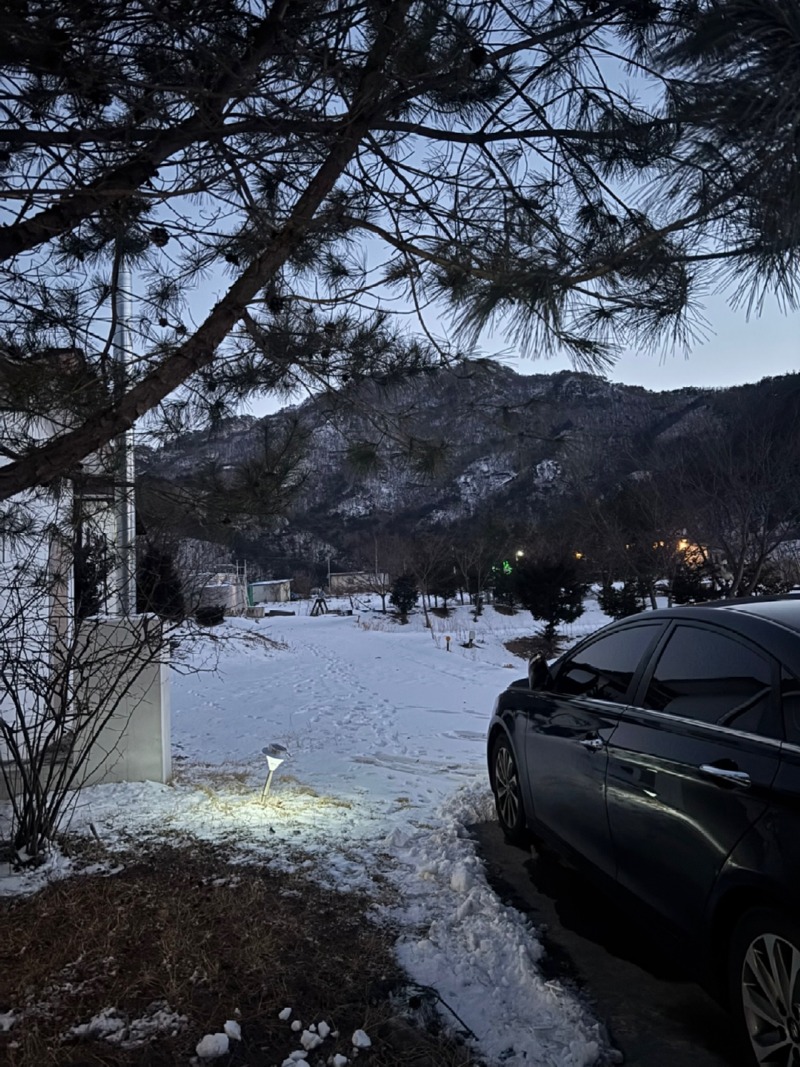 단양 댕댕이 애견 펜션 블랙에서 잘먹고 잘놀다온 후기