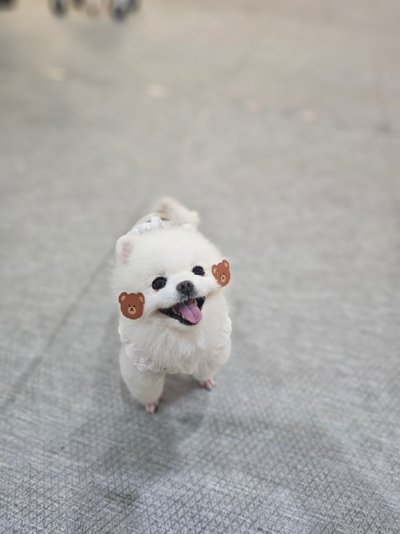 도래 첫인사