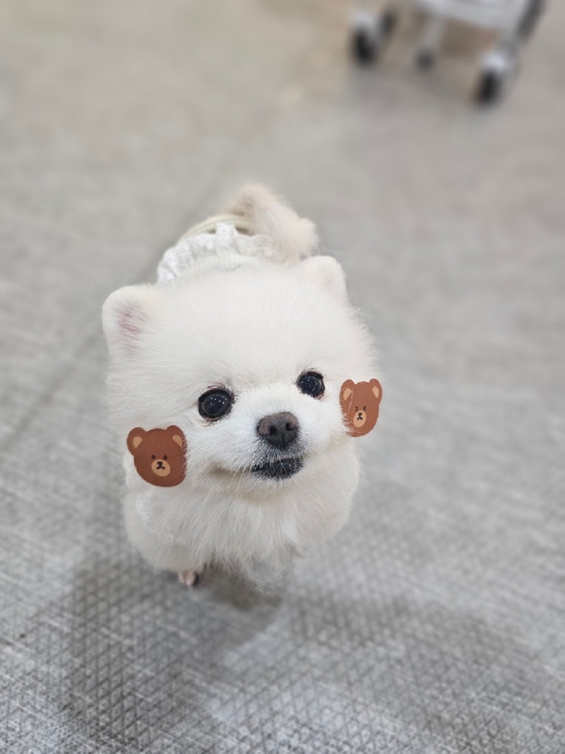 도래 첫인사