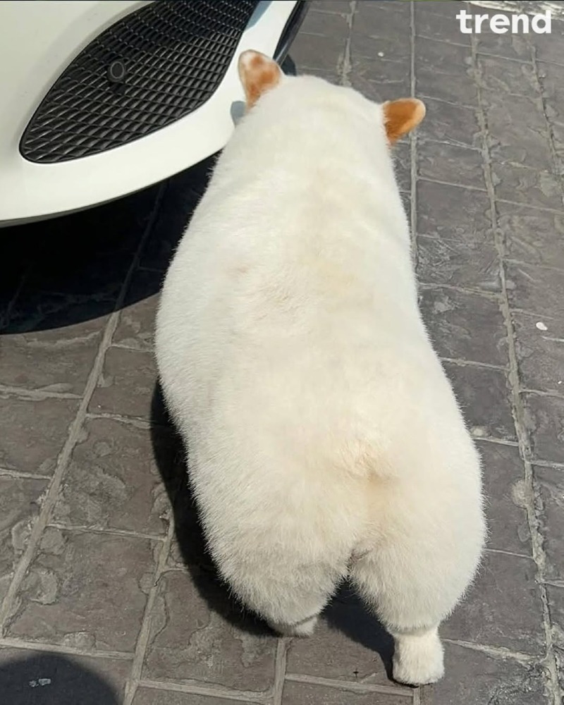 유과를 닮은 강아지 머랭이 