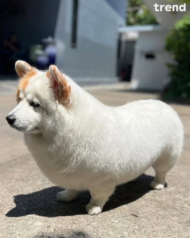 유과를 닮은 강아지 머랭이 