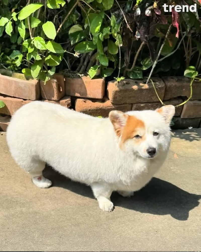 유과를 닮은 강아지 머랭이 