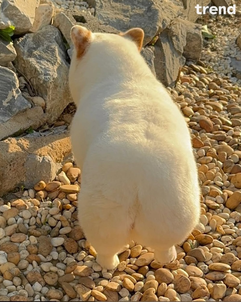 유과를 닮은 강아지 머랭이 