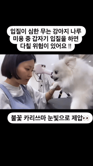나의 강아지 최애 짤, 애견미용실 마포 공덕 독앤독 DOG and DOG 