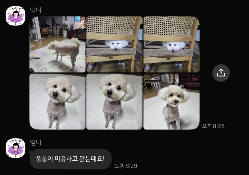 인천 서구청 애견미용은 봄날의 댕댕이에서