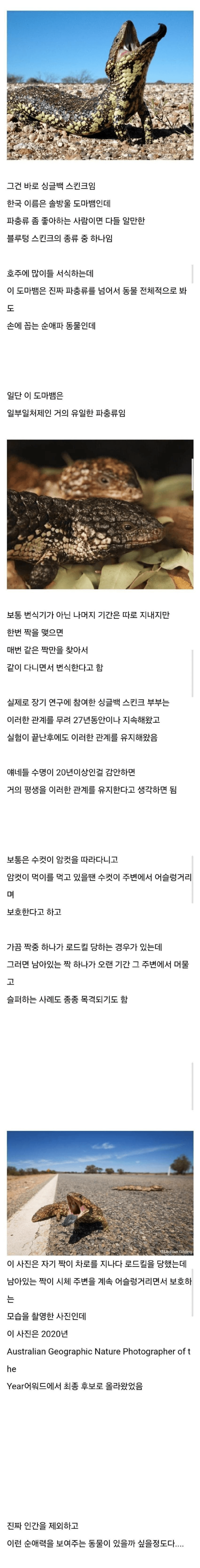 순애보가 정말 강한 동물 (파충류, 싱글백스킨크)