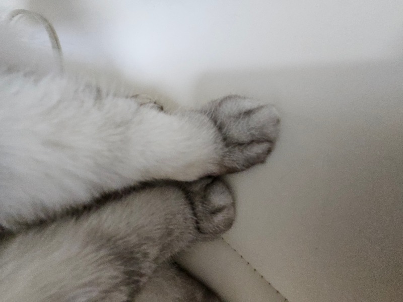 솜뭉탱이