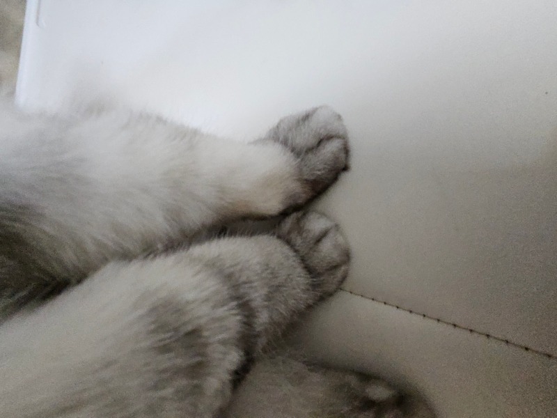 솜뭉탱이