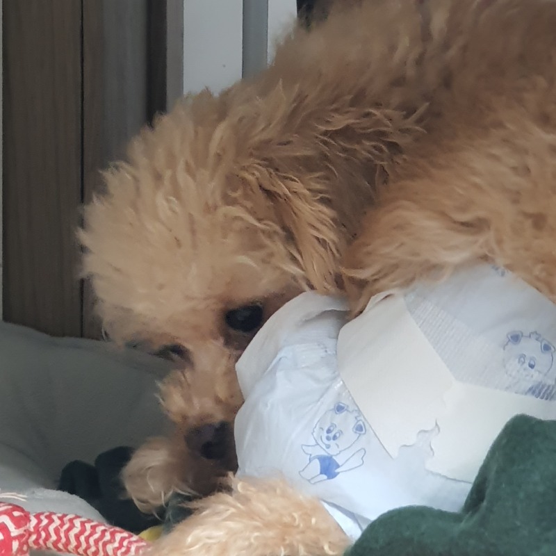 감자 꼬질꼬질하네...