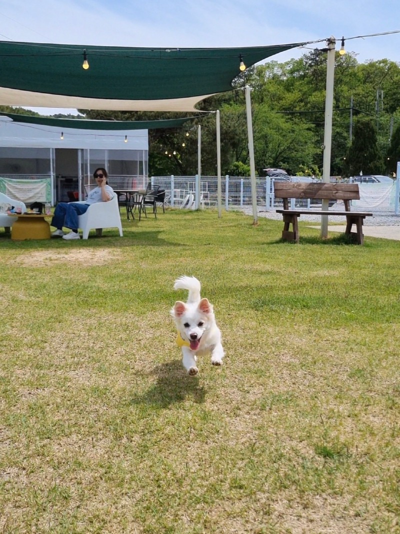 세종 오늘도 해피 애견카페