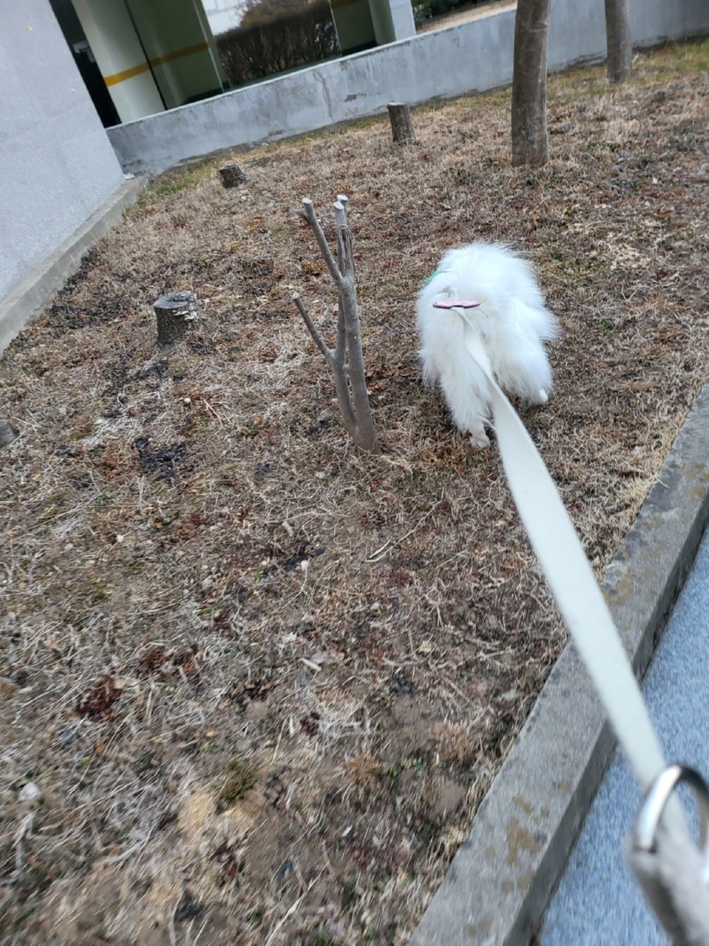 산책은 냄새 맡으려고 하는거지 ㅋㅋ