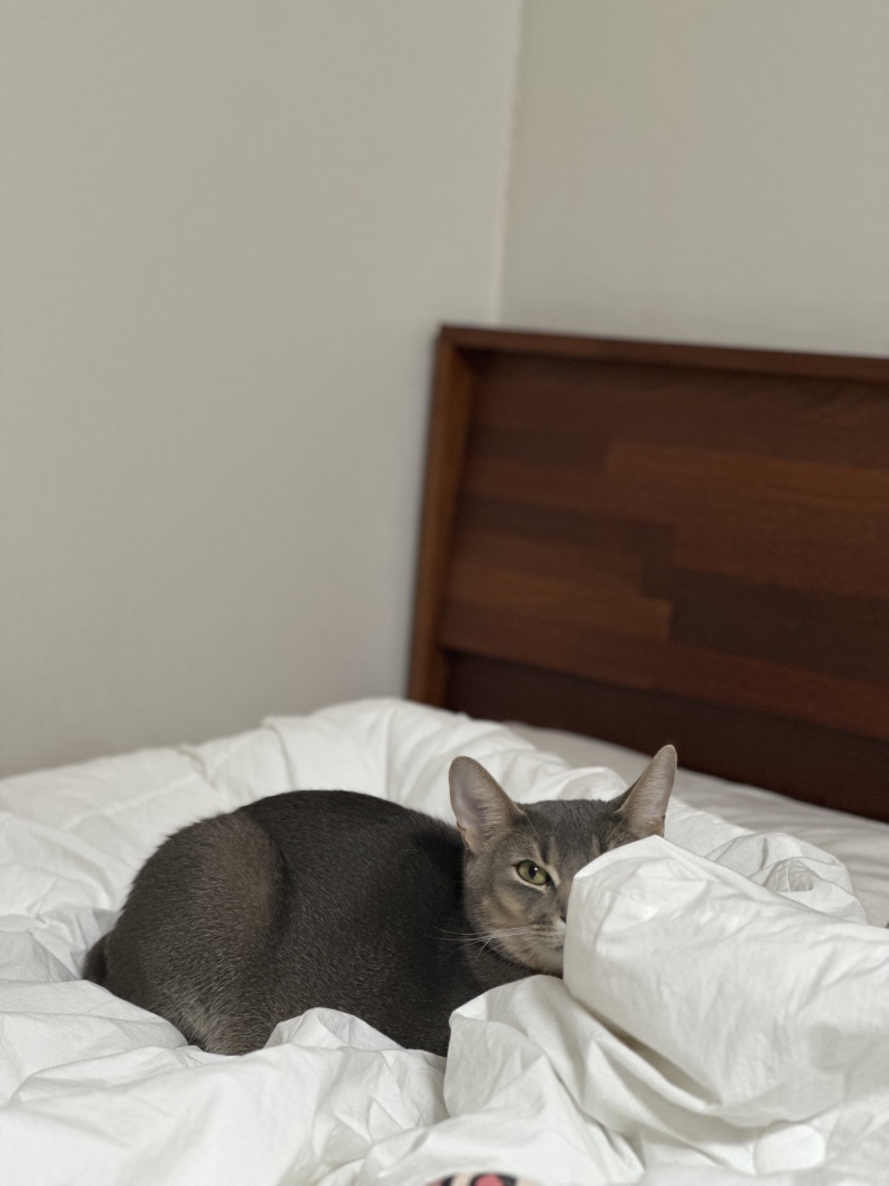 훔쳐보는 냥이 