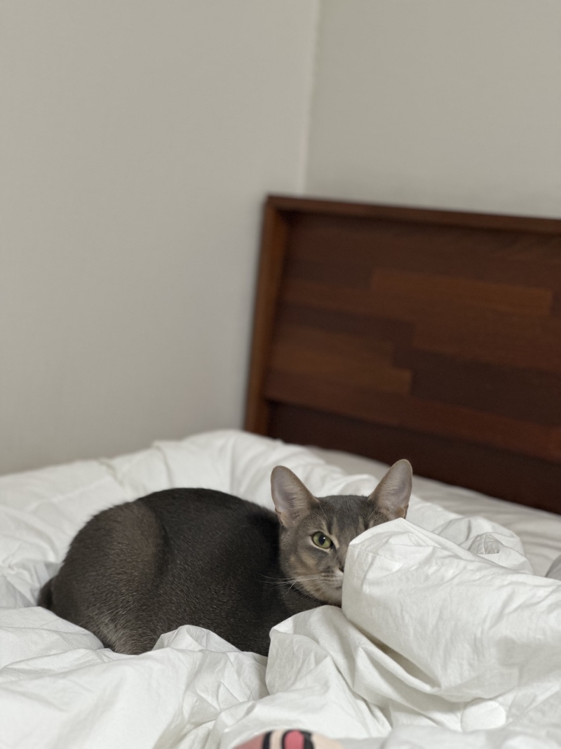 훔쳐보는 냥이 