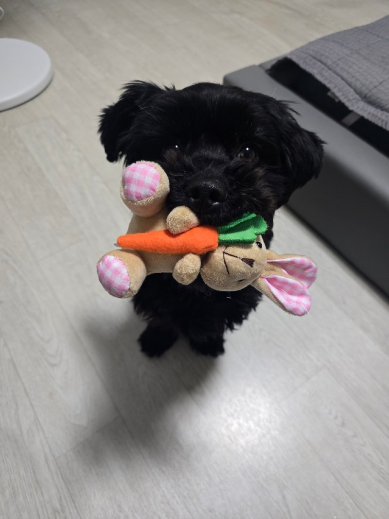 까미의 하루