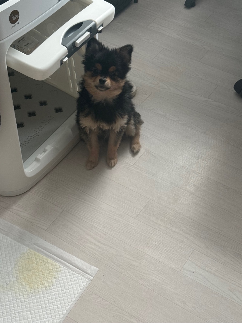 7개월된 뽀메❤️