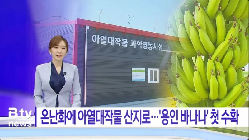 경기도 용인에서 첫 수확 