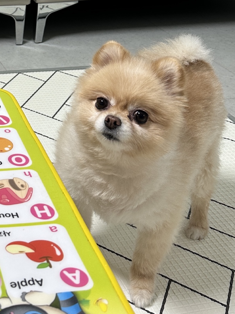아로잉 