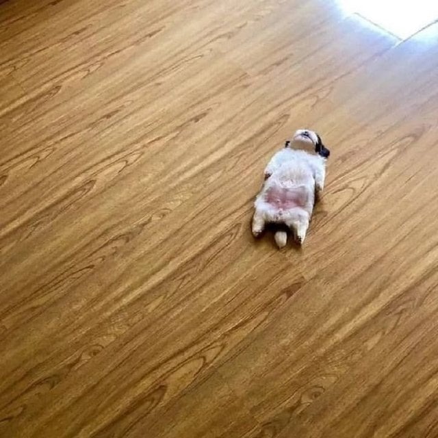 강아지 수면 자세와 그 이유 