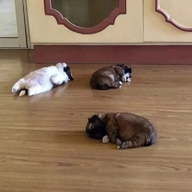 강아지 수면 자세와 그 이유 