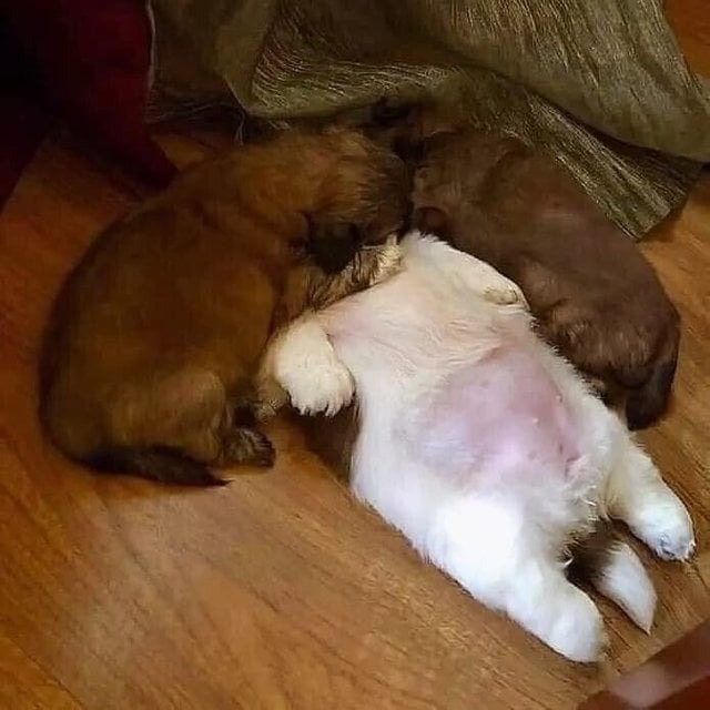 강아지 수면 자세와 그 이유 