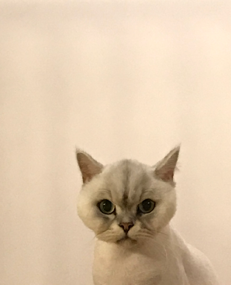 미용한 나나