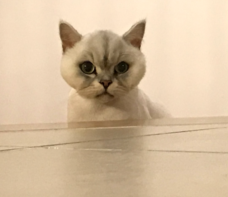 미용한 나나
