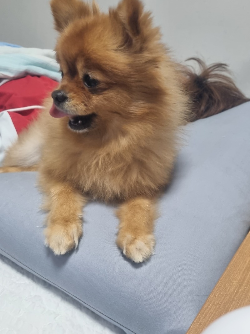 귀여운 두부