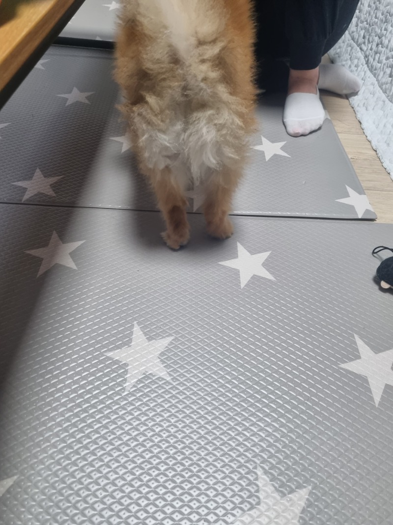 귀여운 두부