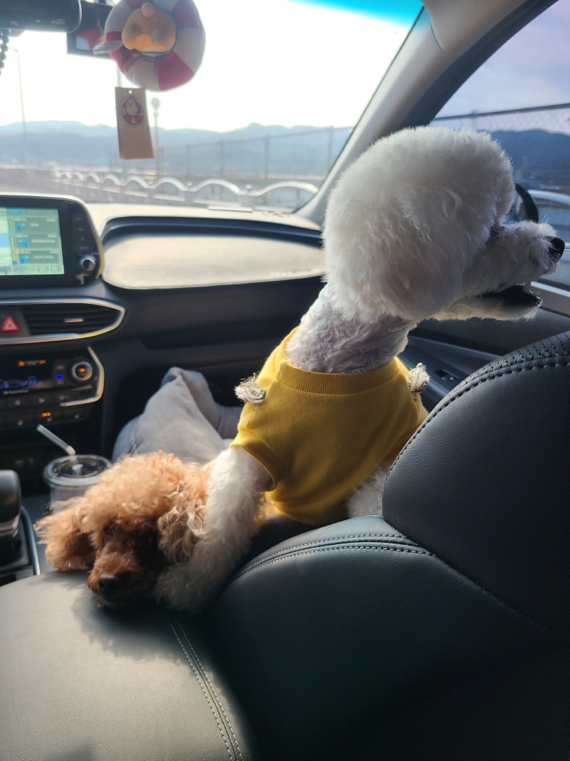 귀여운 모찌