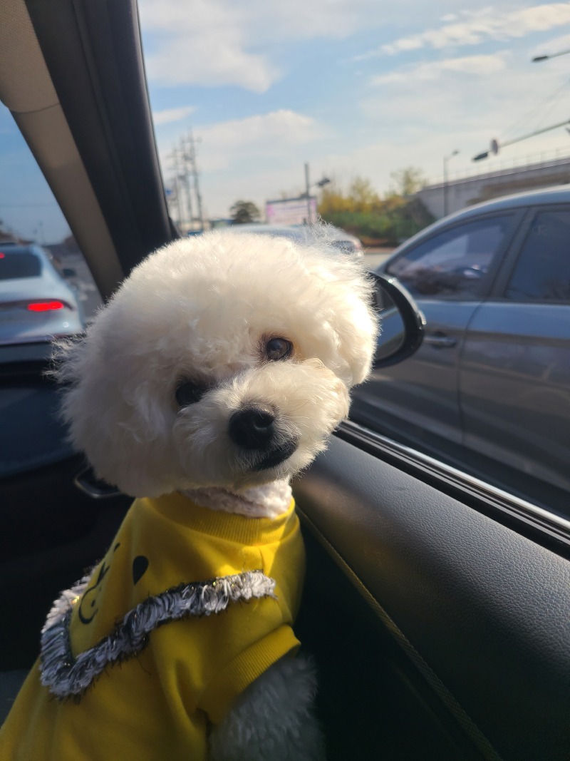 귀여운 모찌