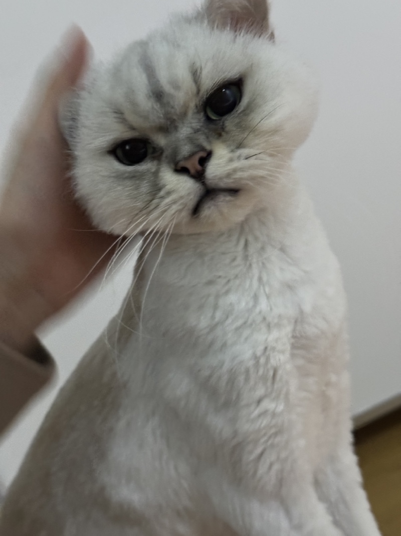 귀여은 루루