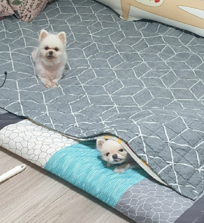 호두두부
