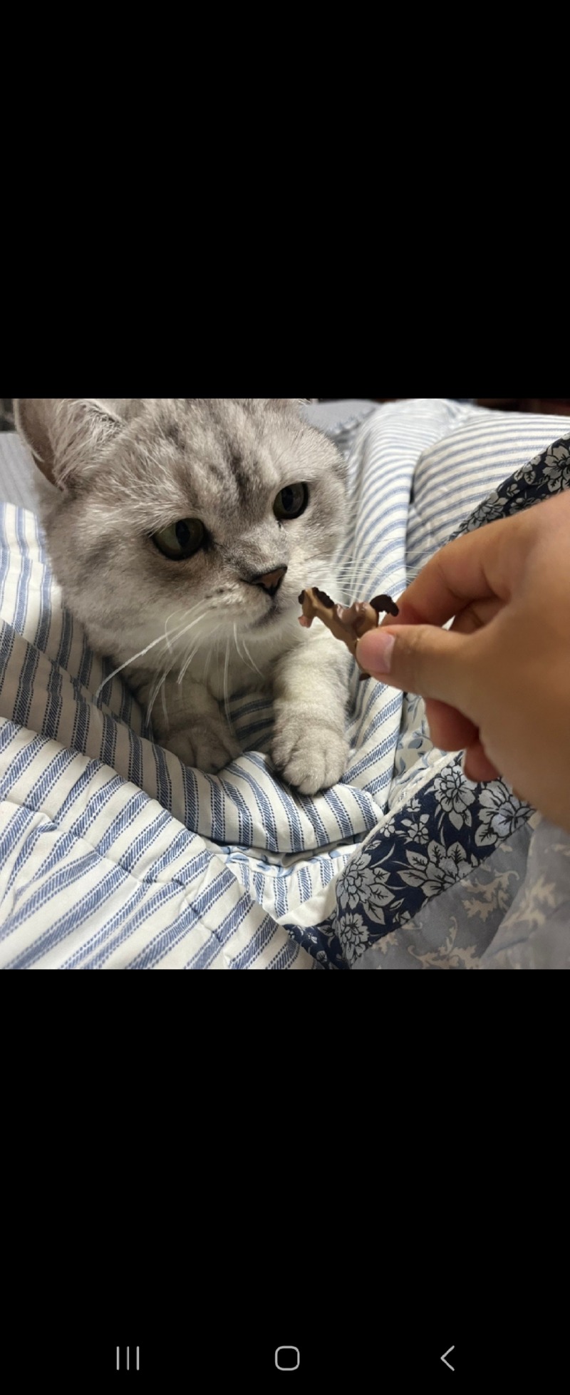 냥냥아치