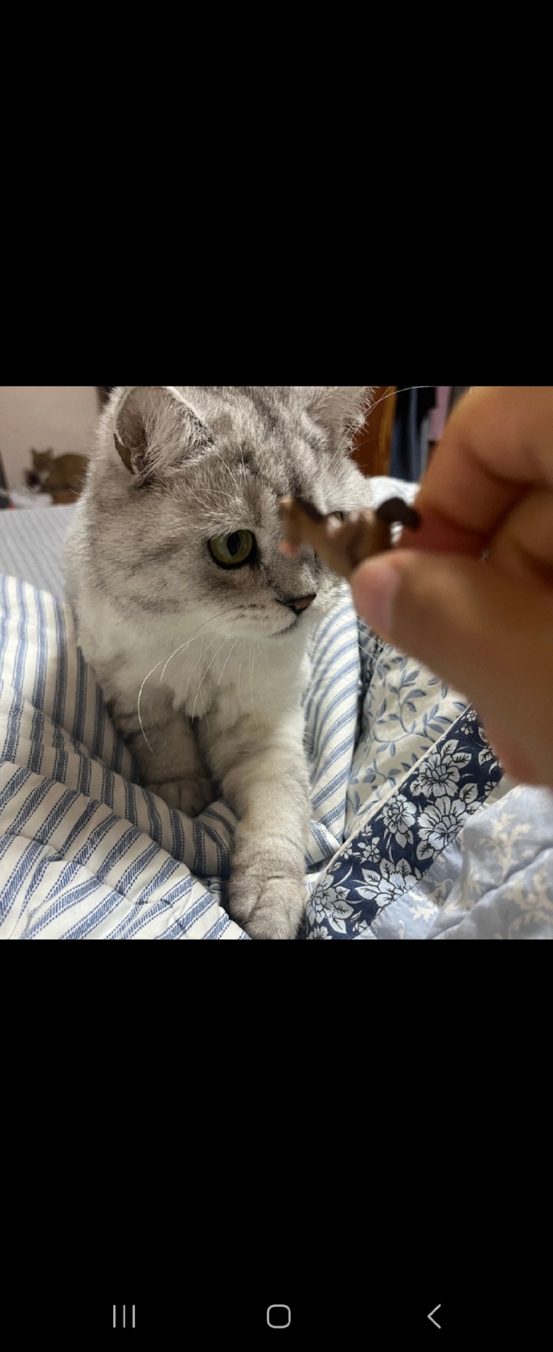 냥냥아치