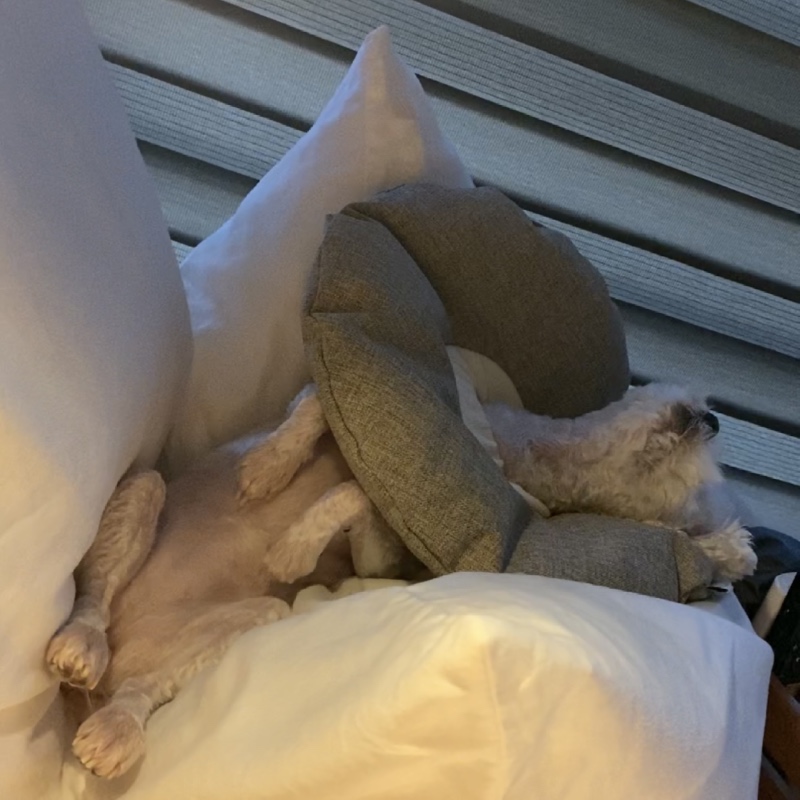 IMG_0419.jpeg