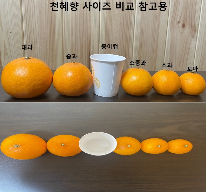 엄마가 음식보낸다길래 제발 조금 보내랬더니 천혜향 140개보냄