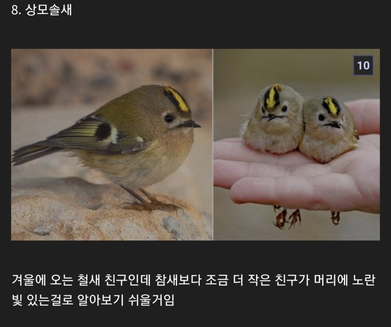 조류학자들의 새 네이밍 센스...(센스 안좋음)