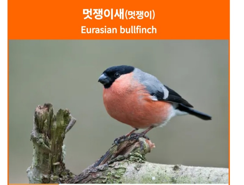 조류학자들의 새 네이밍 센스...(센스 안좋음)